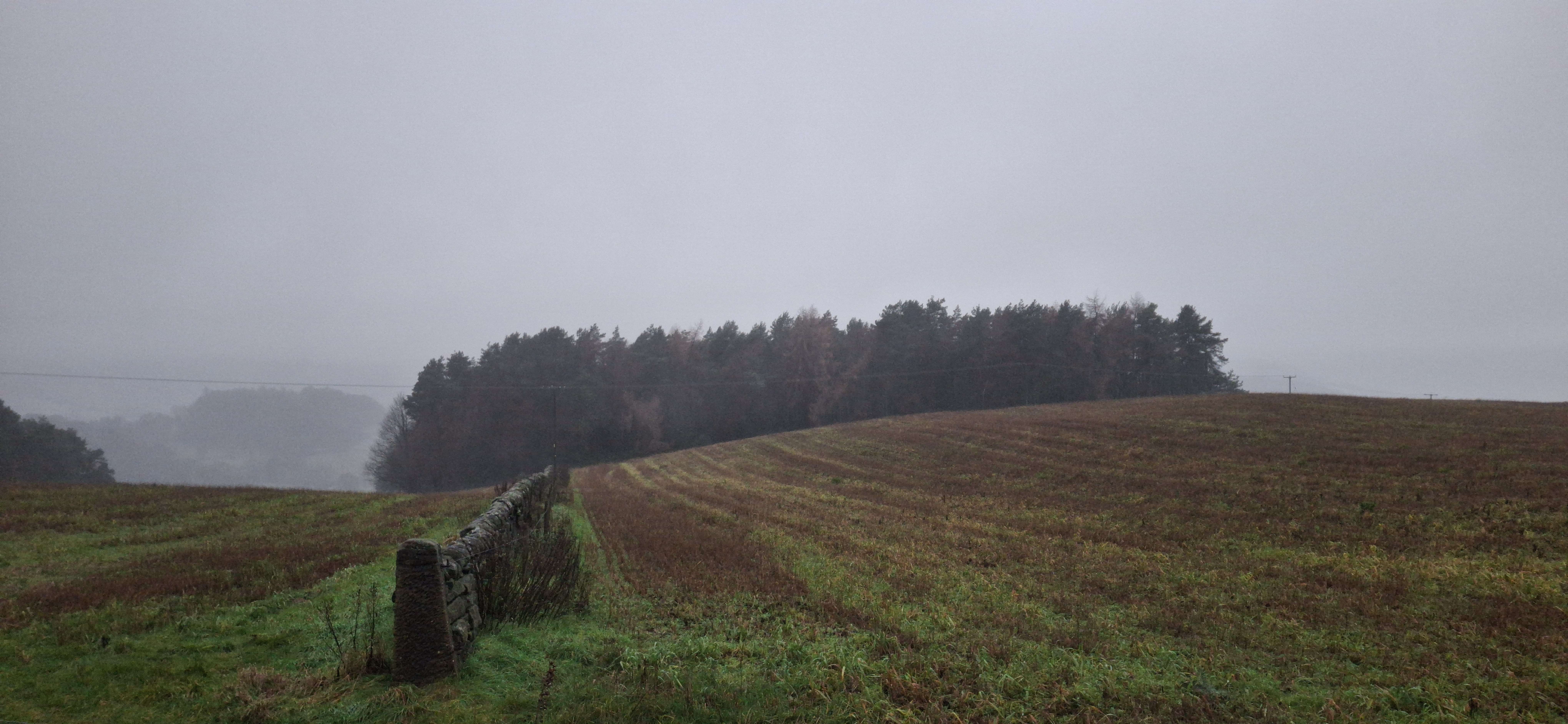 Picture of a field, at the center is a corps of trees, there is no visible creature in the photgraph.